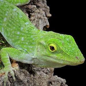 anole anolis neotropical